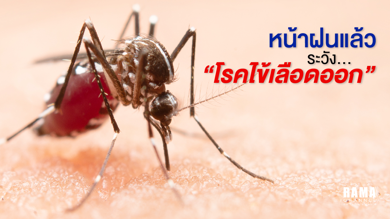 บทความ-โรคไข้เลือดออก-01